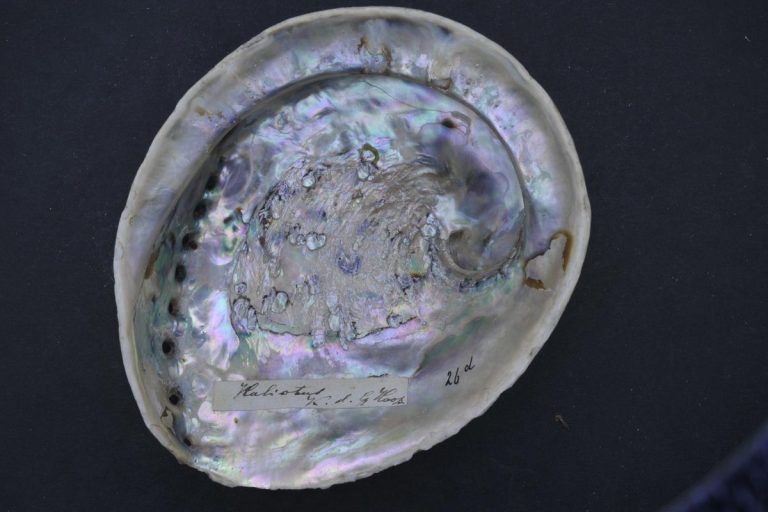 SA withdraws perlemoen protection plan as illegal poaching surges