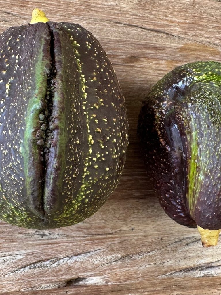 Quirky avocados with ‘bumps, lumps and butt cheeks’ causing chuckles