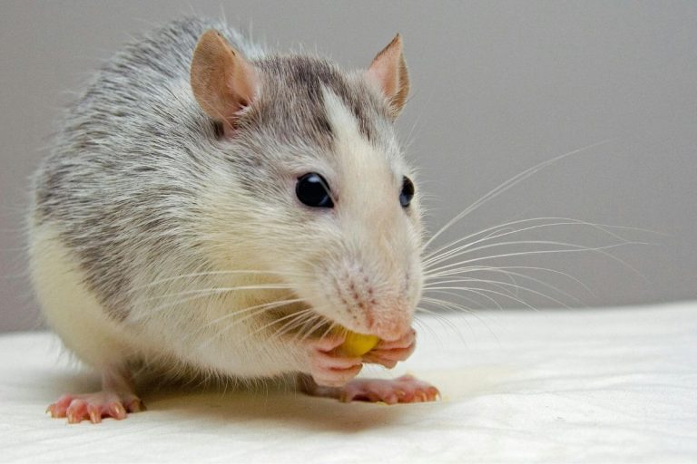 Ugandan nationals arrested in Limpopo for alleged ‘prophetic’ scam