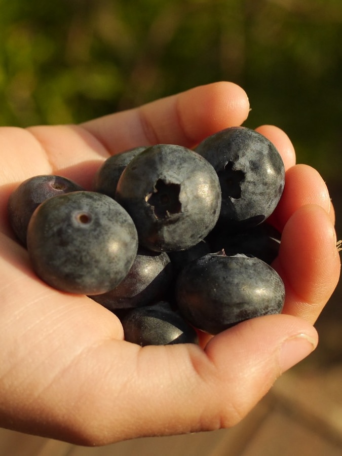 Insecticide on berries found to exceed safe dose for children