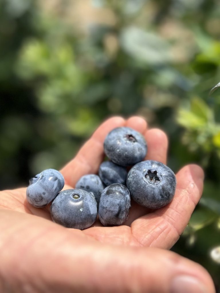 Insecticide suspension could have ‘massive impact’ on blueberry crops
