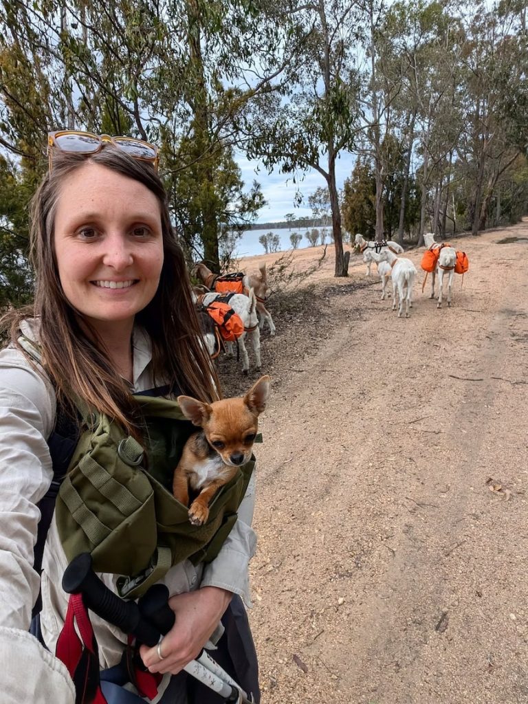 Stella leads ‘goat squad’ on hike through Victoria’s High Country
