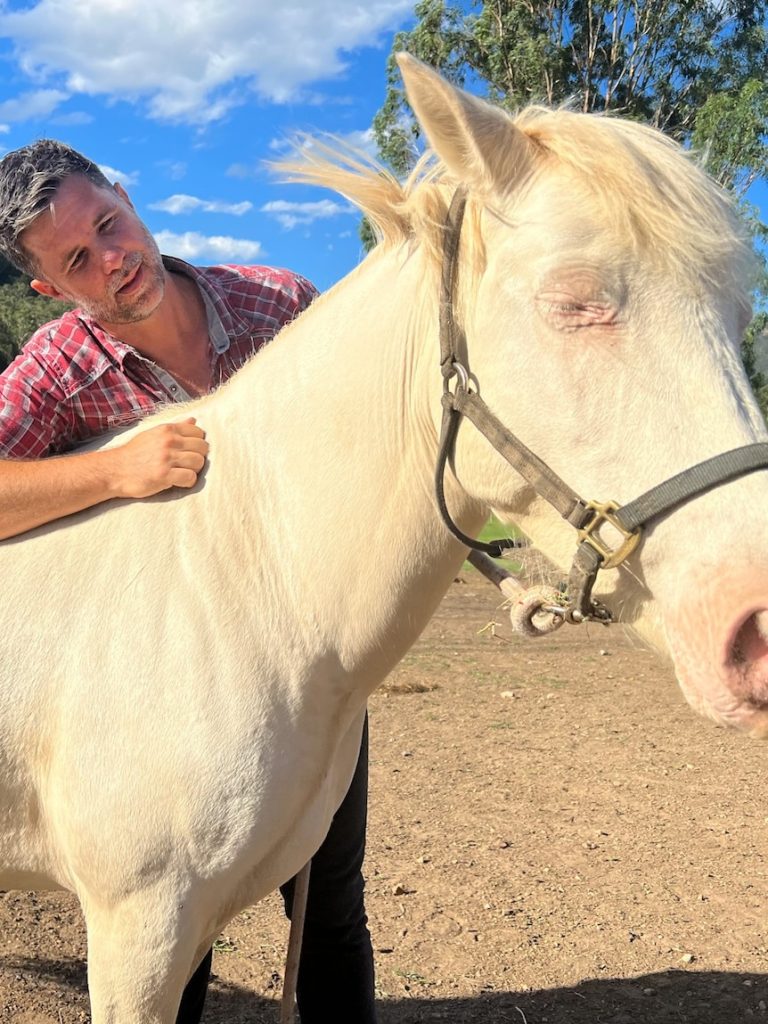 Brumby rehoming program gives wild horses second chance as pets