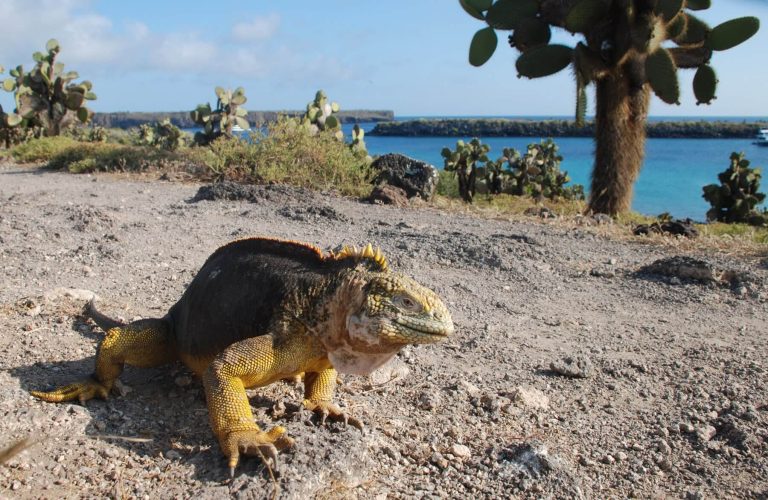 Warm Season Wonders of the Galápagos Islands