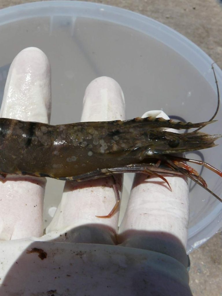Proposed testing changes for imported raw prawns labelled ‘short-sighted’
