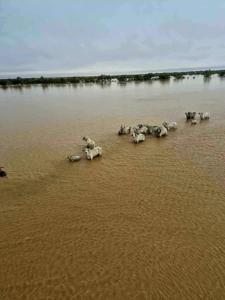 Cattle producers reeling with 29,000 stock loss, and more rain coming