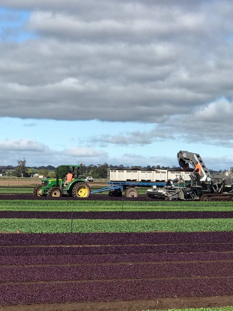 Workers rehired as new managers revive Dicky Bill salad farms