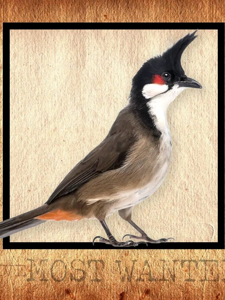 How this little bird ended up on South Australia’s most wanted list