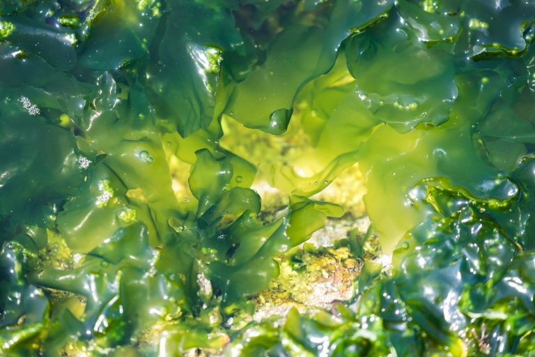 5 ways algae could transform the future of food and drink