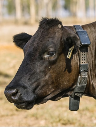 Farms go fence free with tech likened to an ‘Apple Watch for cows’