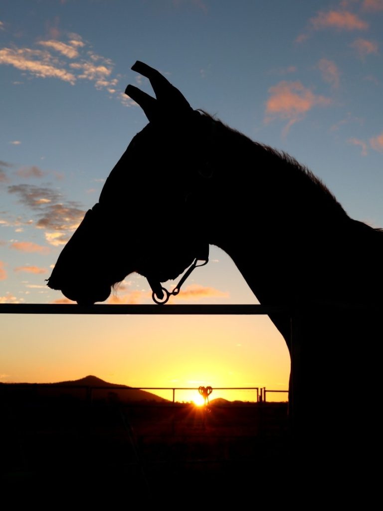 Hendra virus detected in the NT for the first time