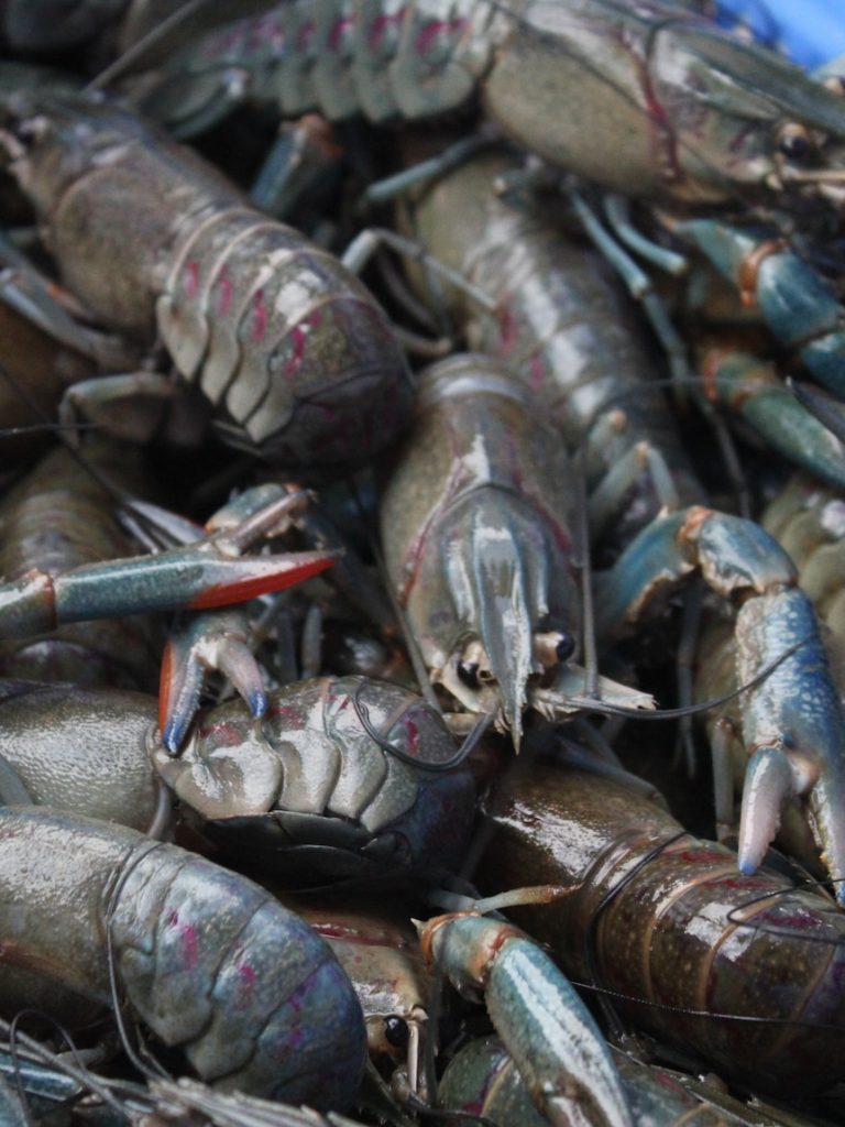 Redclaw farmer expands to meet restaurant demand as industry production falls