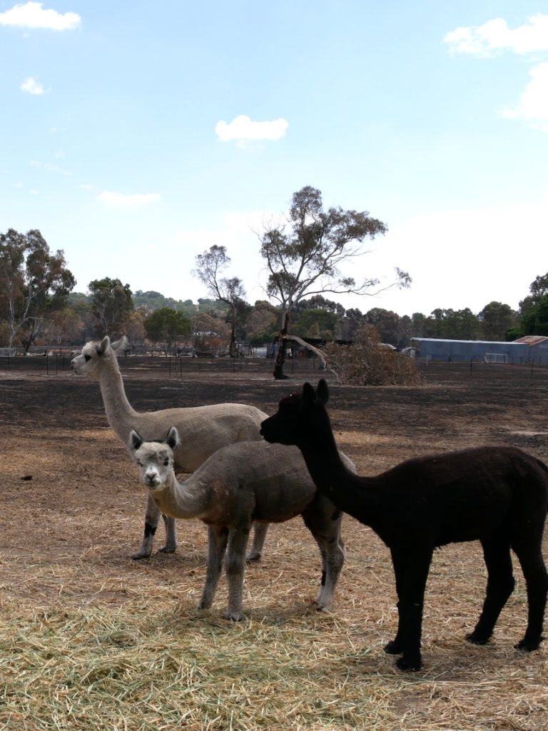 ‘I wish the house had burnt’: Shepherd grieves deaths of llamas in fire