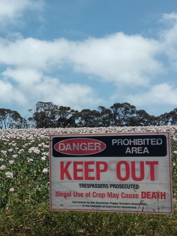 10 tennis courts’ worth of poppies stolen in recent theft, police say