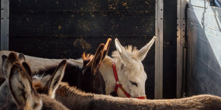 The strange airborne rescue of Gaza’s donkeys, from Israel to Europe