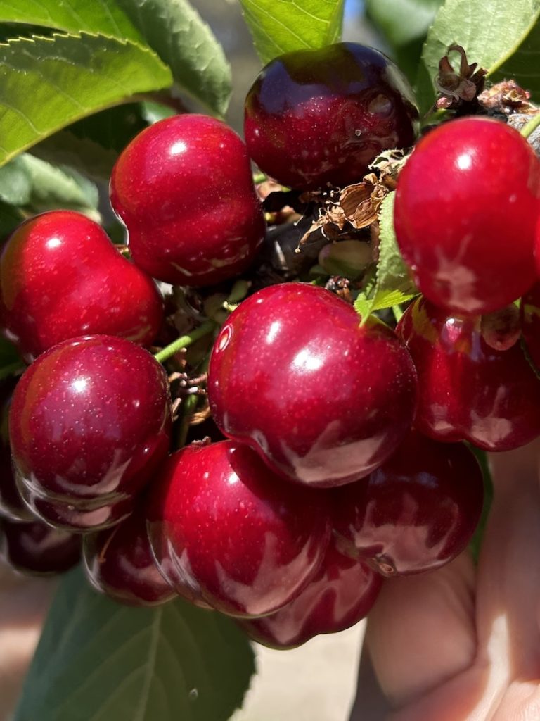 Pickers ‘living in squalor’ claim their end-of-season bonus was unfairly withheld