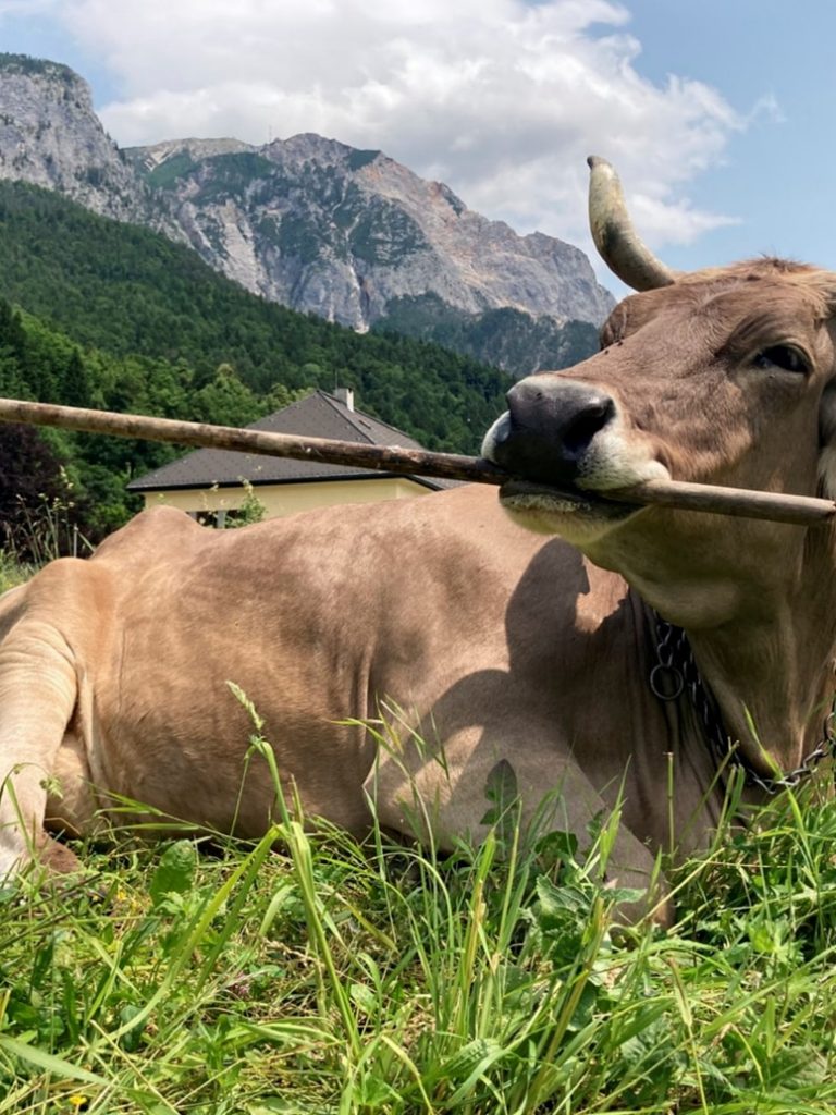 Tool-using cow suggests cattle may be smarter than we think