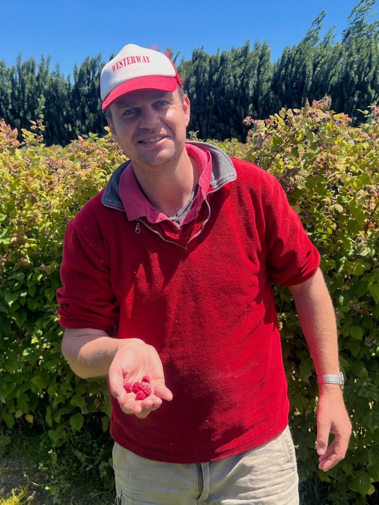 Christmas boom on hold as berries, cherries ripen too late