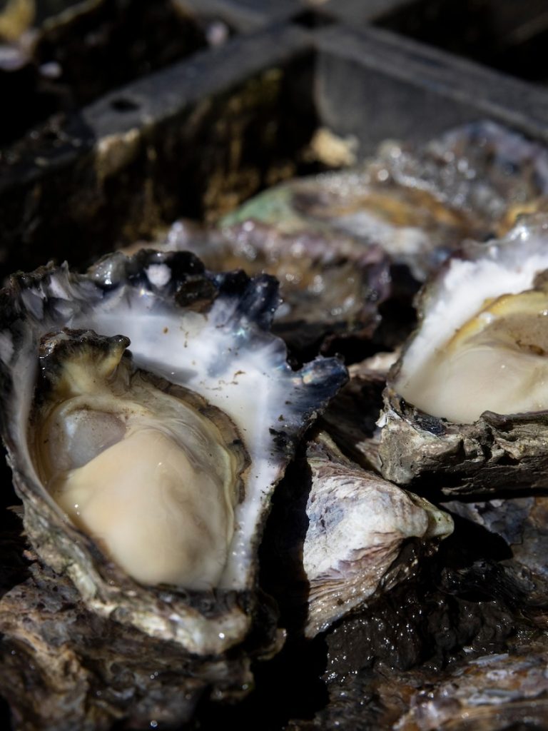 Mixed bag for NSW oyster growers as peak Christmas demand looms