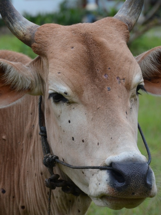 Cattle industry on alert as lumpy skin disease reaches Bali