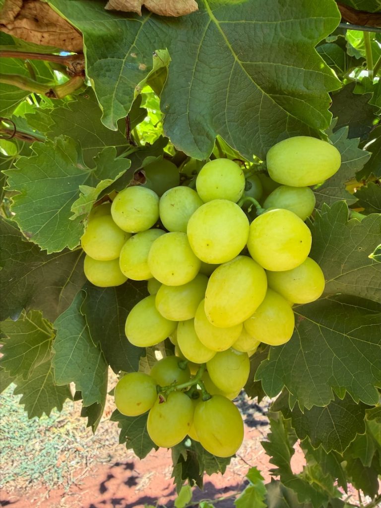 Aussie table grape exports jump nearly 300 per cent amid ‘great’ growing year