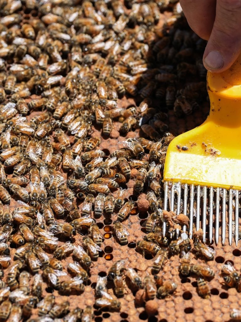 Half of Canberra’s beehives could be wiped out in two years. Here’s why