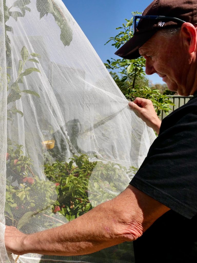 Outback gardeners continue 30-year battle with destructive fruit pest