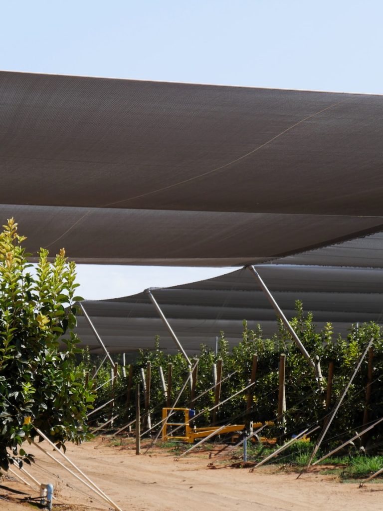Growers turn to netting to save crops from heatwave sunburn