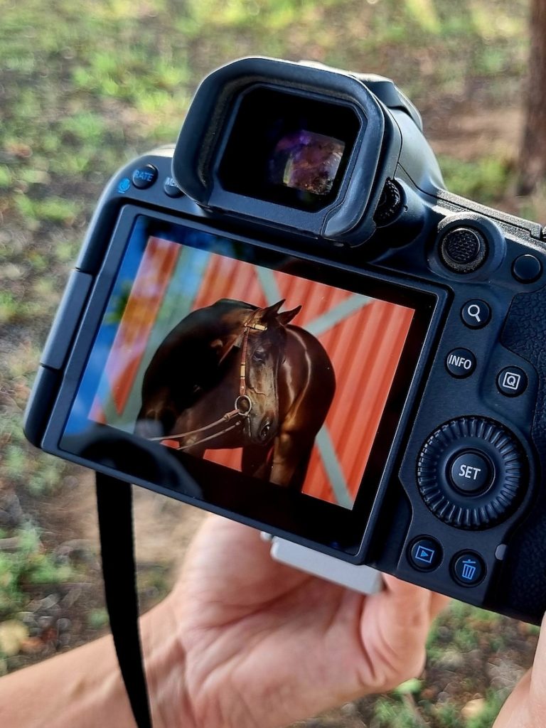 Photographer turns cartwheels to snap the perfect horse picture