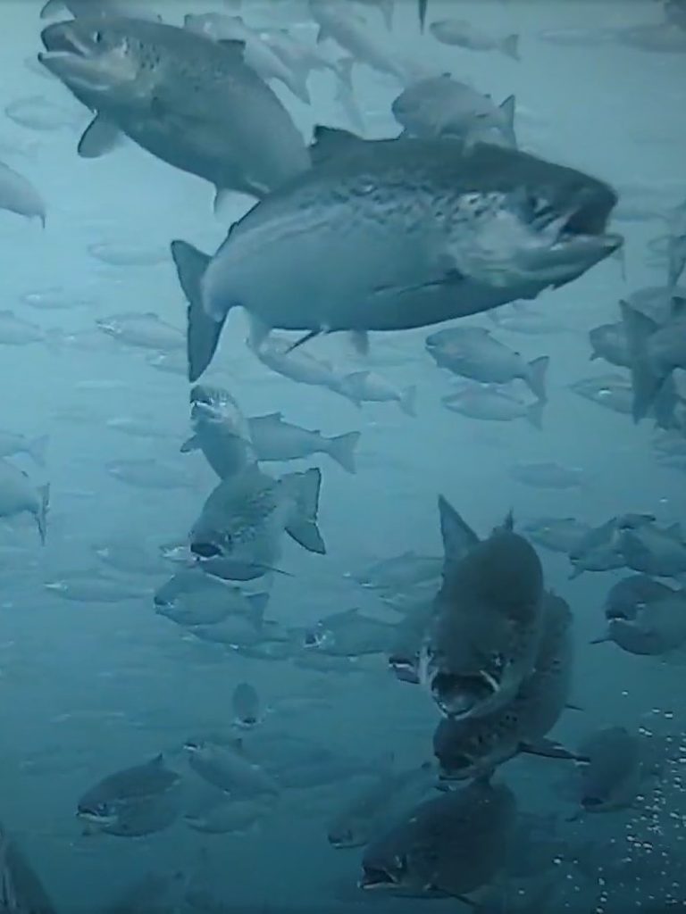 Salmon giant confirms antibiotic use in hatchery on River Derwent