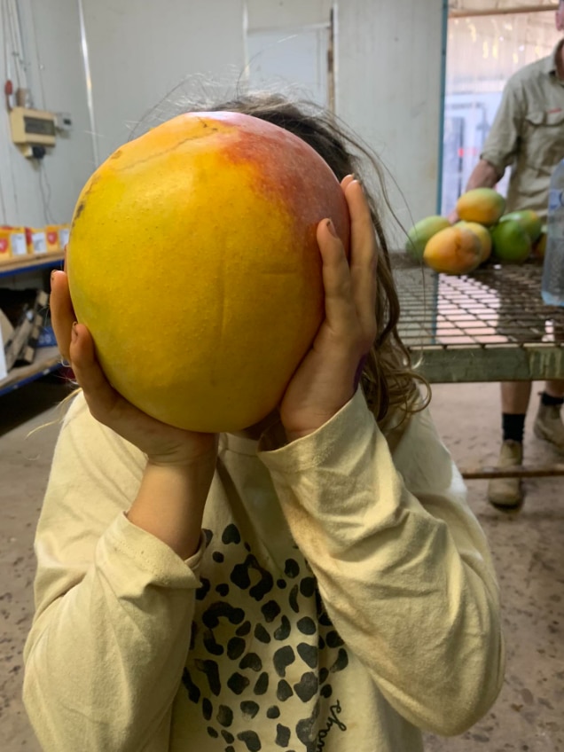 WA mango grower finds fruit as big as bowling ball