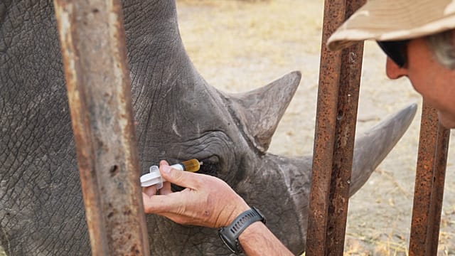 Conservationists help save the eyesight of a rhino in Zimbabwe