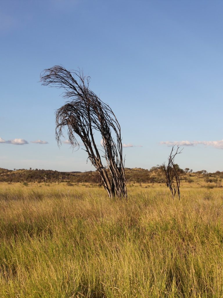 Will cattle producers be exempt from NT weed plan?