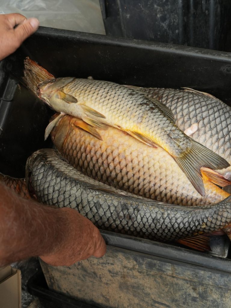 Release of herpes virus into waterways to fight carp delayed