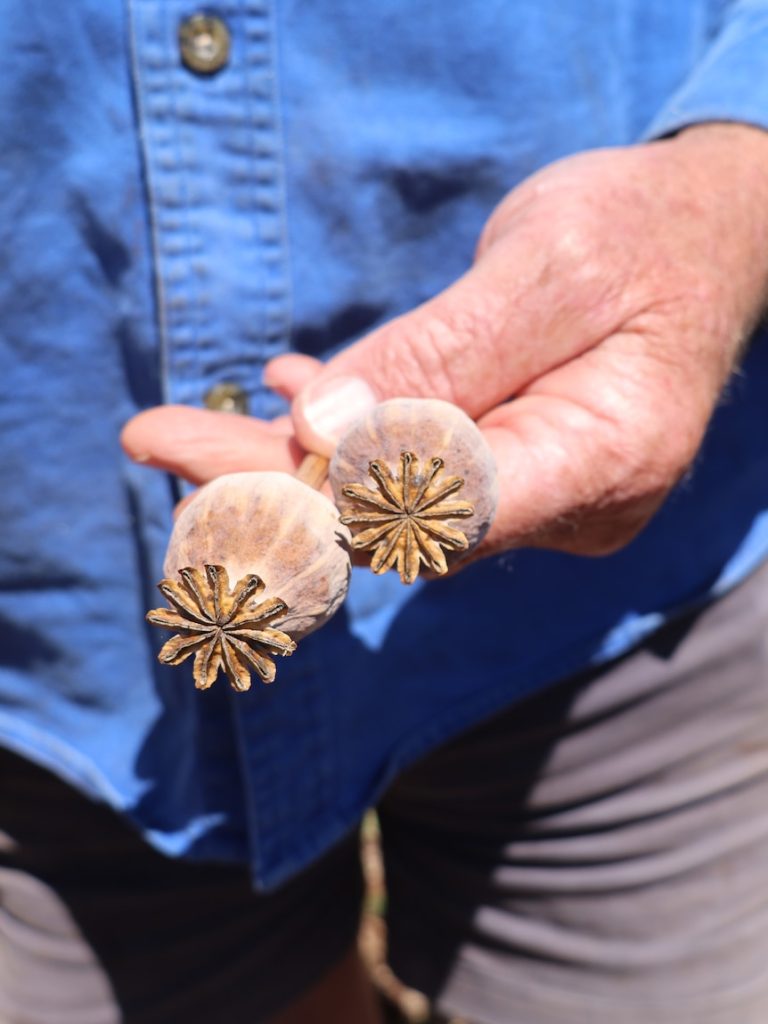 Health alert over theft of 1,700 ‘toxic’ poppy plants from Victorian farm