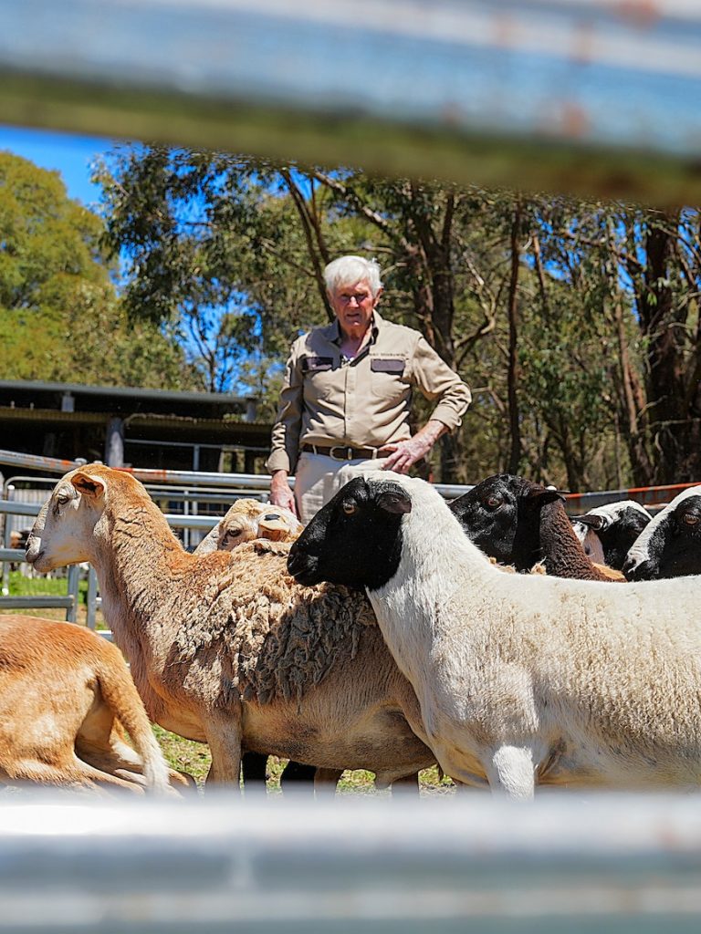 The reason why other farmers often ask Frank if his sheep are still alive