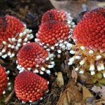 Meet Balanophora, The Parasitic Plant That Barely Qualifies As A Plant
