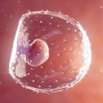Scientists Recreate Embryo Implantation In The Lab