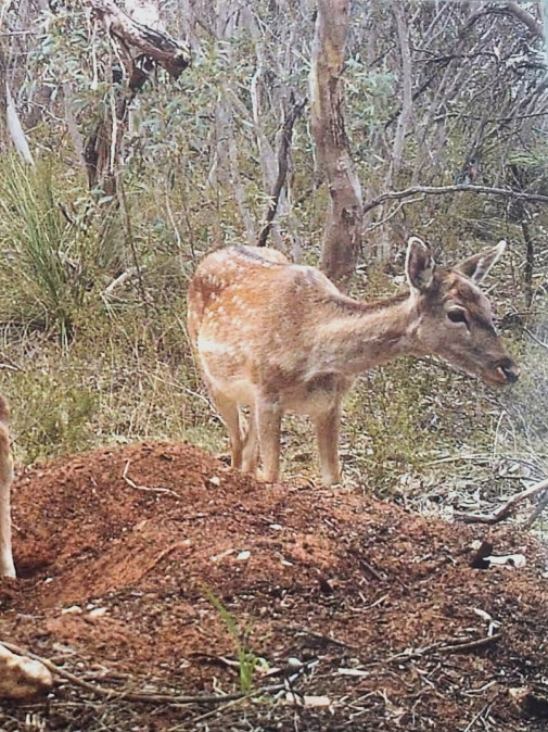Calls to avoid ‘funding cliff’ in the eradication of feral deer in Adelaide