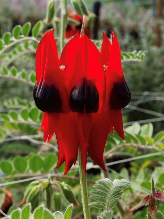 Coastal growers take on Sturt’s desert pea as demand for natives soars