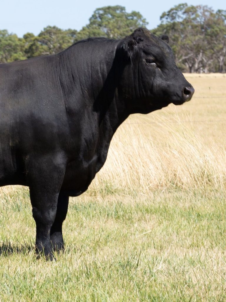Meet the $235,000 bull that dazzled buyers with his good looks