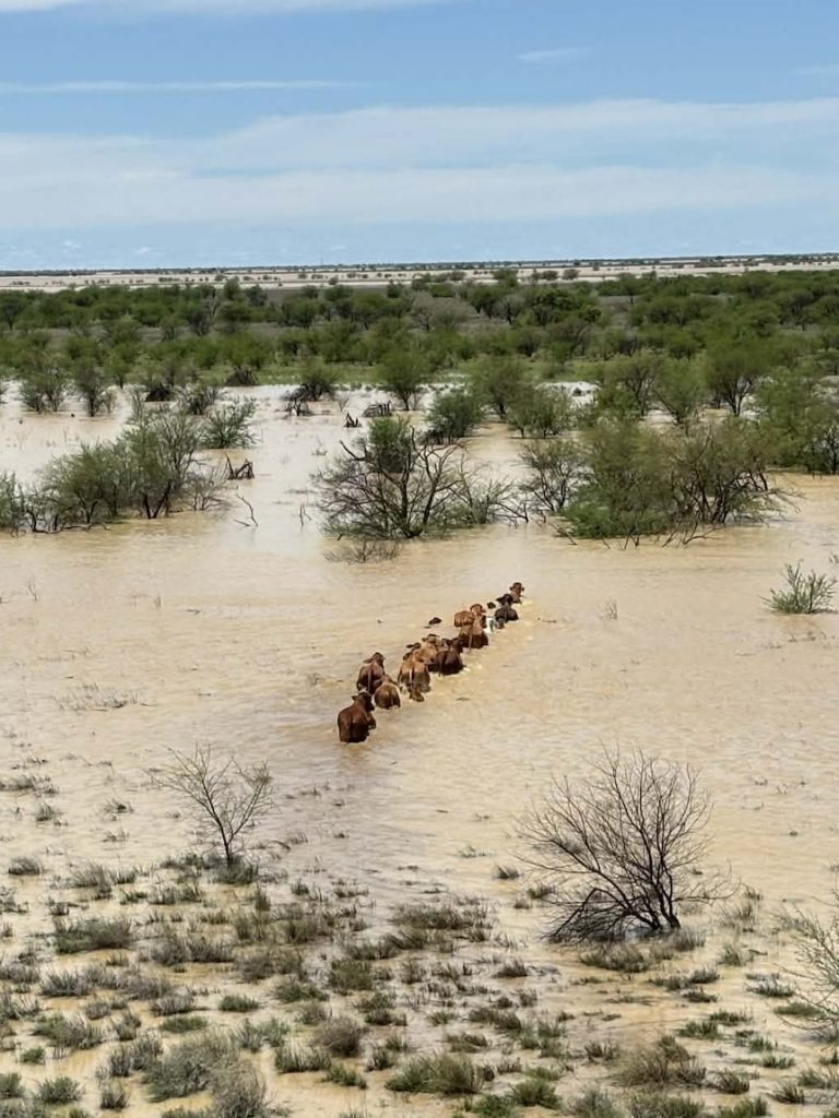 ‘Paddock with no cattle’ will cost flood-affected outback graziers millions