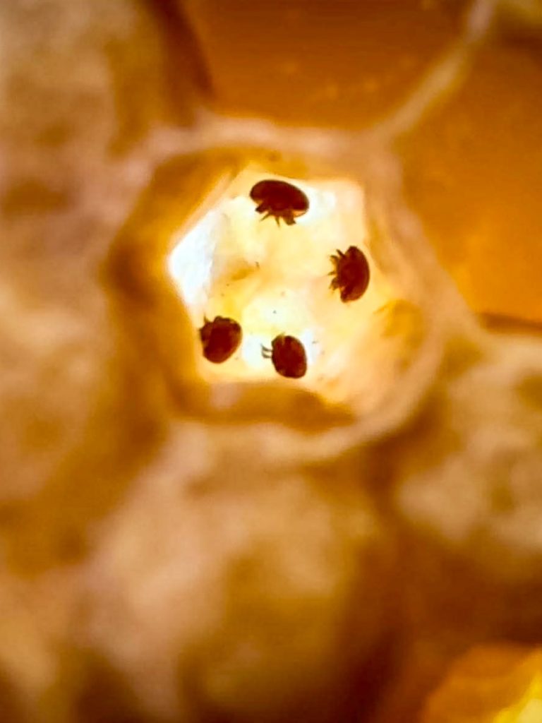 Treatment-resistant varroa mites spread in Queensland and New South Wales