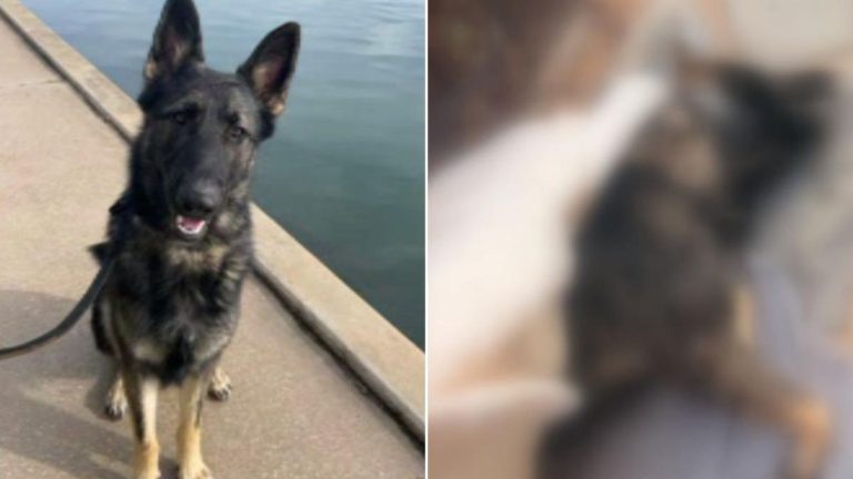 ‘He didn’t die peacefully’: Single mother shattered after beloved dog poisoned in Adelaide backyard