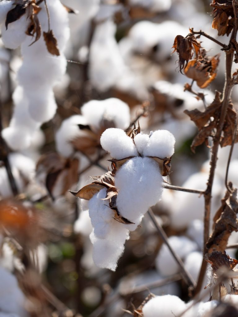 Cotton processing in northern WA an ‘excellent’ success after first season