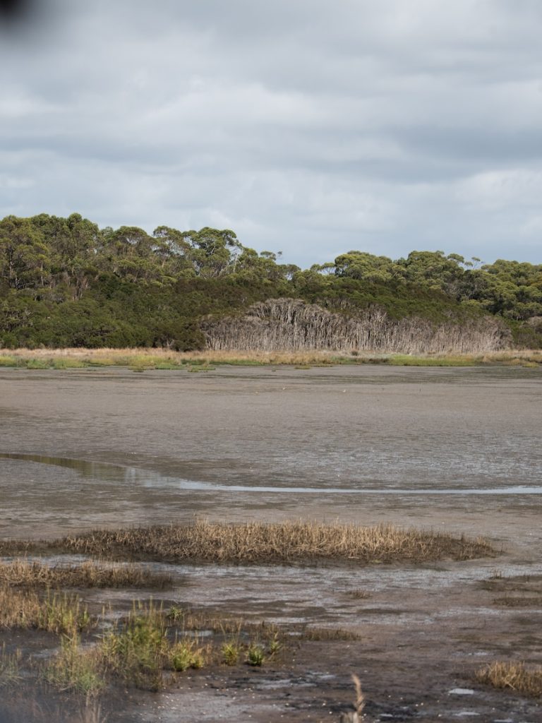 Once choked in weeds, locals celebrate ‘mud coming back’ to wetland