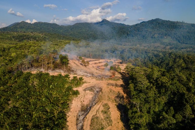 EU deforestation law will damage trade with US, Trump official warns