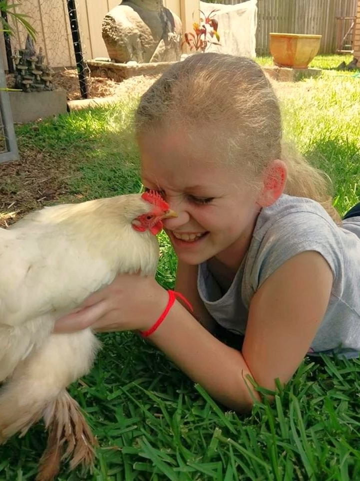 Chicken behaviour the recipe for understanding human social dynamics