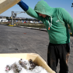 The Minneapolis “Dirtbag Lawyer” Challenging ICE Detentions—and Winning