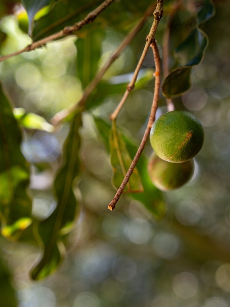 How removing trees from orchards is helping macadamia farms thrive